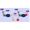Kras Q61K Nucleotide Exchange Assay Kit